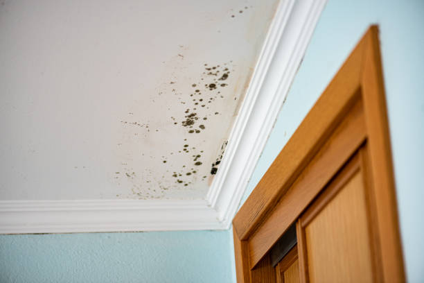 Lemon Grove, CA Mold Remediation Company