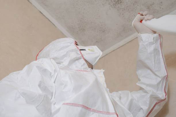Best Preventive Mold Services in Lemon Grove, CA