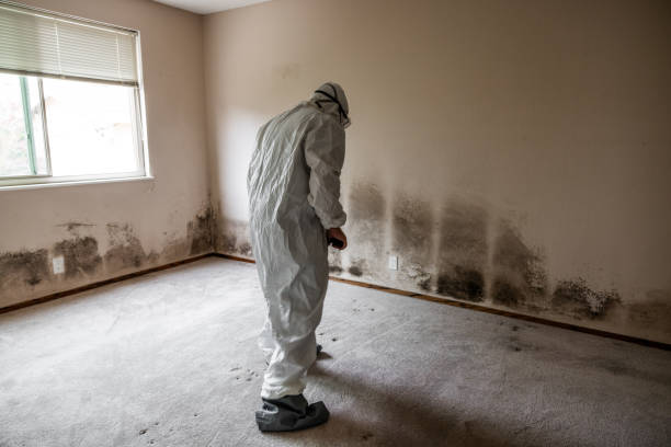 Best White Mold Remediation in Lemon Grove, CA
