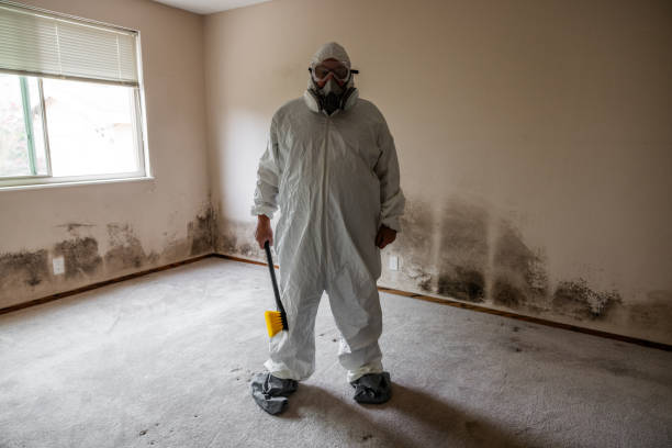 Best Post-Flood Mold Remediation in Lemon Grove, CA
