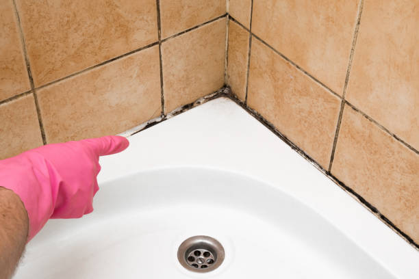 Best Attic Mold Remediation in Lemon Grove, CA